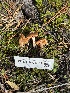  ( - FDS-CA-05879)  @11 [ ] by-nc (2024) Dean Lyons Fungal Diversity Survey