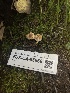  ( - FDS-CA-05868)  @11 [ ] by-nc (2024) Dean Lyons Fungal Diversity Survey