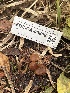  ( - FDS-CA-05808)  @11 [ ] by-nc (2024) Dean Lyons Fungal Diversity Survey