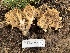  ( - FDS-CA-08700)  @11 [ ] by-nc (2024) Dean Lyons Fungal Diversity Survey