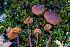  (Alnicola cholea - FDS-CA-05863)  @11 [ ] by-nc (2024) Dean Lyons Fungal Diversity Survey