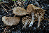  ( - FDS-CA-05878)  @11 [ ] by-nc (2024) Dean Lyons Fungal Diversity Survey