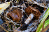  ( - FDS-CA-05879)  @11 [ ] by-nc (2024) Dean Lyons Fungal Diversity Survey