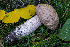  ( - FDS-CA-05877)  @11 [ ] by-nc (2024) Dean Lyons Fungal Diversity Survey