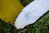  ( - FDS-CA-05877)  @11 [ ] by-nc (2024) Dean Lyons Fungal Diversity Survey