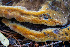  ( - FDS-CA-05875)  @11 [ ] by-nc (2024) Dean Lyons Fungal Diversity Survey