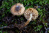  (Hebeloma sp. paludicola x grandisporum-CA01 - FDS-CA-05868)  @11 [ ] by-nc (2024) Dean Lyons Fungal Diversity Survey