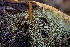  ( - FDS-CA-05875)  @11 [ ] by-nc (2024) Dean Lyons Fungal Diversity Survey