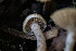 ( - FDS-CA-05869)  @11 [ ] by-nc (2024) Dean Lyons Fungal Diversity Survey