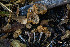  ( - FDS-CA-05869)  @11 [ ] by-nc (2024) Dean Lyons Fungal Diversity Survey