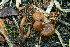  ( - FDS-CA-05808)  @11 [ ] by-nc (2024) Dean Lyons Fungal Diversity Survey
