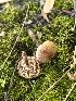  ( - FDS-CA-05840)  @11 [ ] by-nc (2024) Dean Lyons Fungal Diversity Survey