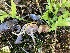  ( - FDS-CA-05840)  @11 [ ] by-nc (2024) Dean Lyons Fungal Diversity Survey