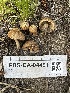  (Inocybe sp. beaucensis - FDS-CA-04491)  @11 [ ] by-nc (2024) Bat Vardeh Fungal Diversity Survey