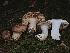  ( - FDS-CA-08050)  @11 [ ] by (2024) Mandy Hackney Fungal Diversity Survey