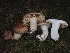  ( - FDS-CA-08050)  @11 [ ] by (2024) Mandy Hackney Fungal Diversity Survey