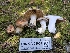  ( - FDS-CA-08050)  @11 [ ] by (2024) Mandy Hackney Fungal Diversity Survey