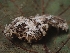  ( - FDS-CA-08075)  @11 [ ] by (2024) Mandy Hackney Fungal Diversity Survey