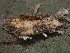  ( - FDS-CA-08075)  @11 [ ] by (2024) Mandy Hackney Fungal Diversity Survey