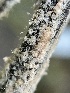  (Trichothecium - FDS-CA-02458)  @11 [ ] by-nc (2024) Jaren Hockert Fungal Diversity Survey