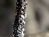  ( - FDS-CA-02475)  @11 [ ] by-nc (2024) Jaren Hockert Fungal Diversity Survey