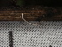  ( - FDS-CA-02455)  @11 [ ] by-nc (2024) Jaren Hockert Fungal Diversity Survey