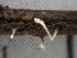  ( - FDS-CA-02455)  @11 [ ] by-nc (2024) Jaren Hockert Fungal Diversity Survey