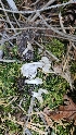  (Helvella sulcatoides - FDS-CA-01112)  @11 [ ] by-nc (2024) Thea Chesney Fungal Diversity Survey