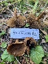  ( - FDS-CA-07592)  @11 [ ] c (2024) Marinna Grijalva Fungal Diversity Survey