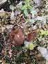  ( - FDS-CA-07592)  @11 [ ] c (2024) Marinna Grijalva Fungal Diversity Survey