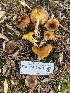  ( - FDS-CA-07594)  @11 [ ] c (2024) Marinna Grijalva Fungal Diversity Survey