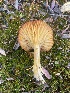  ( - FDS-CA-07594)  @11 [ ] c (2024) Marinna Grijalva Fungal Diversity Survey