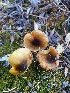  ( - FDS-CA-07594)  @11 [ ] c (2024) Marinna Grijalva Fungal Diversity Survey
