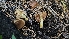  ( - FDS-CA-01115)  @11 [ ] by-nc (2024) Thea Chesney Fungal Diversity Survey