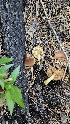  ( - FDS-CA-01115)  @11 [ ] by-nc (2024) Thea Chesney Fungal Diversity Survey