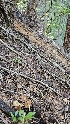  ( - FDS-CA-01115)  @11 [ ] by-nc (2024) Thea Chesney Fungal Diversity Survey