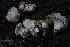  ( - FDS-CA-05454)  @11 [ ] by-nc (2024) Unspecified Fungal Diversity Survey