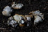  ( - FDS-CA-05454)  @11 [ ] by-nc (2024) Unspecified Fungal Diversity Survey