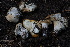  ( - FDS-CA-05454)  @11 [ ] by-nc (2024) Unspecified Fungal Diversity Survey