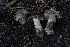  ( - FDS-CA-05453)  @11 [ ] by-nc (2024) Unspecified Fungal Diversity Survey