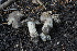  ( - FDS-CA-05453)  @11 [ ] by-nc (2024) Unspecified Fungal Diversity Survey