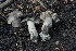  ( - FDS-CA-05453)  @11 [ ] by-nc (2024) Unspecified Fungal Diversity Survey