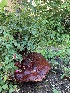  ( - FDS-CA-05516)  @11 [ ] by-nc (2024) Unspecified Fungal Diversity Survey