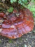  ( - FDS-CA-05516)  @11 [ ] by-nc (2024) Unspecified Fungal Diversity Survey