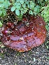  ( - FDS-CA-05516)  @11 [ ] by-nc (2024) Unspecified Fungal Diversity Survey