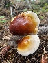  ( - FDS-CA-07587)  @11 [ ] c (2024) Marinna Grijalva Fungal Diversity Survey