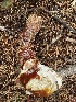 ( - FDS-CA-07587)  @11 [ ] c (2024) Marinna Grijalva Fungal Diversity Survey