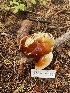  ( - FDS-CA-07587)  @11 [ ] c (2024) Marinna Grijalva Fungal Diversity Survey