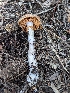  ( - HAY-F-002008)  @11 [ ] Unspecified (default): All Rights Reserved (2023) Stu Pickell FunDiS