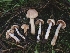  (Hebeloma sp. CA09 - FDS-CA-08078)  @11 [ ] by (2024) Mandy Hackney Fungal Diversity Survey